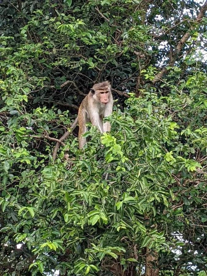 Nature Park 达瓦拉维 外观 照片